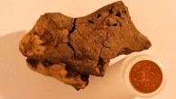 Brain endocast of an iguanodontian dinosaur found in 133 million year old fluvial sediments of the Wealden at Bexhill, Sussex, UK. Image credit: Jamie Hiscocks.