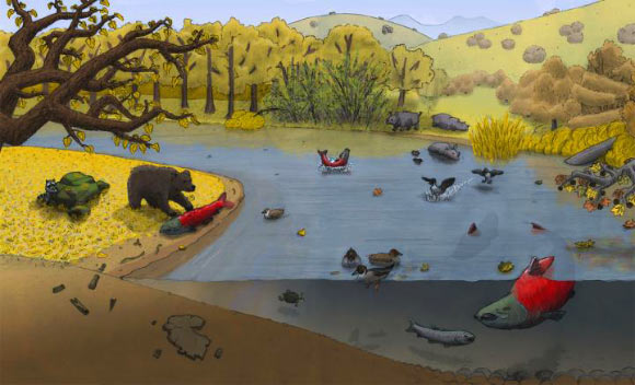 Oncorhynchus rastrosus in Proto-Tuolumne River. Image credit: Jacob Biewer.