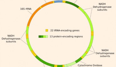 Structure of the human mitochondrial genome. Image credit: Shanel / CC BY-SA 3.0.