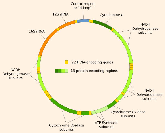 Structure of the human mitochondrial genome. Image credit: Shanel / CC BY-SA 3.0.