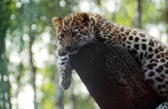 Amur leopard cub at Tallinn Zoo, Estonia. Image credit: Sini Merikallio / CC BY-SA 2.0.