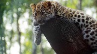 Amur leopard cub at Tallinn Zoo, Estonia. Image credit: Sini Merikallio / CC BY-SA 2.0.
