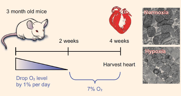 Schematic of gradual induction of severe hypoxemia. Image credit: Yuji Nakada et al, doi: 10.1038/nature20173.