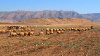 The mound of ruins at Bassetki, Iraq, with the broad area of the lower town where sheep now graze. Image credit: Peter Pfälzner.