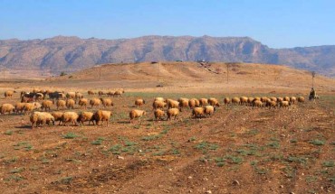 The mound of ruins at Bassetki, Iraq, with the broad area of the lower town where sheep now graze. Image credit: Peter Pfälzner.