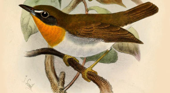 Stiphrornis erythothorax, until now the only species in the genus Stiphrornis, by Joseph Smit, 1883, in the Catalogue of the birds in the British Museum, vol. 7.