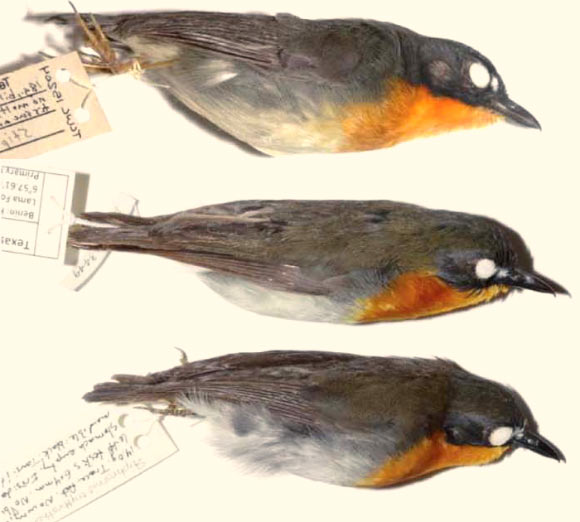 Three new Stiphrornis species, from top to bottom: S. rudderi, S. dahomeyensis, and S. inexpectatus. Image credit: Gary Voelker et al.