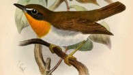 Stiphrornis erythothorax, until now the only species in the genus Stiphrornis, by Joseph Smit, 1883, in the Catalogue of the birds in the British Museum, vol. 7.
