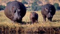 Hippo family in Botswana. Image credit: Hans Stieglitz / CC BY-SA 3.0.