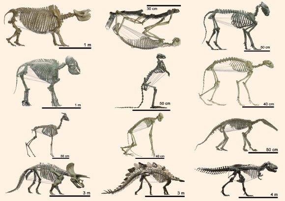 Tetrapod skeletons. Image credit: University of Zurich.