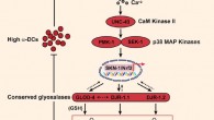 TRPA-1/TRPA1 activation via a-dicarbonyls (a-DCs) is relayed through UNC-43 (CaMKII), PMK-1, and SEK-1 (MAPK) to SKN-1/Nrf, resulting in the expression of various downstream glyoxalases to achieve organism-wide a-DC detoxification. Image credit: Jyotiska Chaudhuri et al, doi: 10.1016/j.cub.2016.09.024.