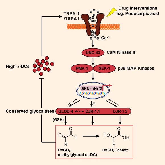 TRPA-1/TRPA1 activation via a-dicarbonyls (a-DCs) is relayed through UNC-43 (CaMKII), PMK-1, and SEK-1 (MAPK) to SKN-1/Nrf, resulting in the expression of various downstream glyoxalases to achieve organism-wide a-DC detoxification. Image credit: Jyotiska Chaudhuri et al, doi: 10.1016/j.cub.2016.09.024.
