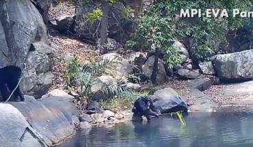 Chimpanzee fishing algae. Image credit: PanAf Project / Max Planck Institute for Evolutionary Anthropology.