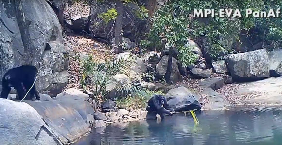 Chimpanzee fishing algae. Image credit: PanAf Project / Max Planck Institute for Evolutionary Anthropology.