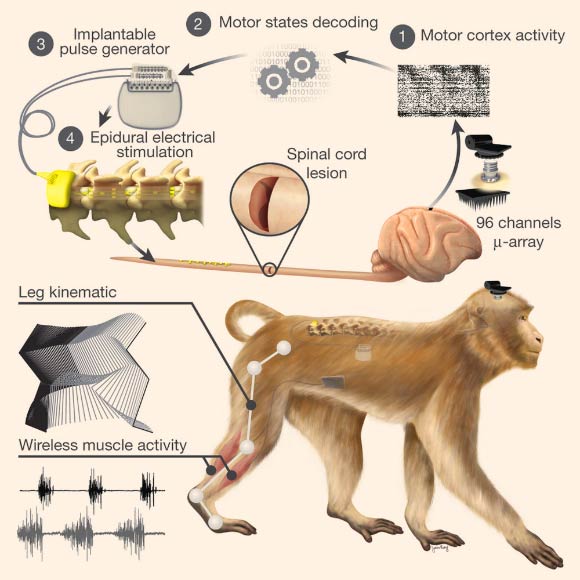 Conceptual and technological design of the brain-spine interface: rhesus macaques (Macaca mulatta) were implanted with a microelectrode array into the leg area of the left motor cortex; during recordings, a wireless module transmitted broadband neural signals to a control computer. (1) a raster plot recorded over three successive gait cycles; each line represents spiking events identified from one electrode, while the horizontal axis indicates time; (2) a decoder running on the control computer identified motor states from these neural signals; (3) these motor states triggered electrical spinal cord stimulation protocols. For this, the monkeys were implanted with a pulse generator featuring real-time triggering capabilities; (4) the stimulator was connected to a spinal implant targeting specific dorsal roots of the lumbar spinal cord. Electromyographic signals of an extensor (grey) and flexor (black) muscles acting at the ankle recorded over three successive gait cycles are shown together with a stick diagram decomposition of leg movements during the stance (grey) and swing (black) phases of gait. Image credit: Jemère Ruby / Marco Capogrosso et al, doi: 10.1038/nature20118.