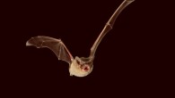 The Brazilian free-tailed bat (Tadarida brasiliensis) can reach record-breaking speeds, according to McCracken et al. Image credit: Max Planck Institute for Ornithology.