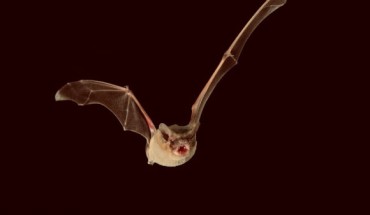 The Brazilian free-tailed bat (Tadarida brasiliensis) can reach record-breaking speeds, according to McCracken et al. Image credit: Max Planck Institute for Ornithology.