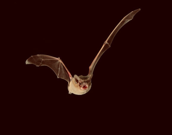 The Brazilian free-tailed bat (Tadarida brasiliensis) can reach record-breaking speeds, according to McCracken et al. Image credit: Max Planck Institute for Ornithology.