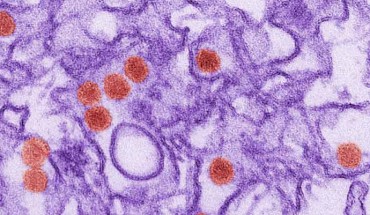 Transmission electron micrograph of Zika virus. Virus particles are 40 nm in diameter, with an outer envelope, and an inner dense core. Image credit: Cynthia Goldsmith / CDC.