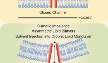 Piezo proteins transduce physical forces and are activated by mechanical indentation and stretching of cell membranes. By reconstituting these channels in lipid bilayers, Syeda et al show that Piezo 1 channels are stimulated in the absence of other cellular components via a variety of methods, including osmotic imbalance and membrane perturbation. Image credit: Syeda et al, doi: 10.1016/j.celrep.2016.10.033.