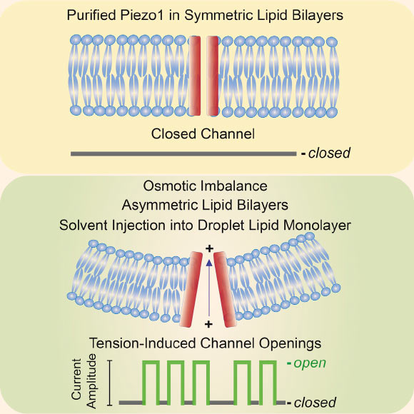 Piezo proteins transduce physical forces and are activated by mechanical indentation and stretching of cell membranes. By reconstituting these channels in lipid bilayers, Syeda et al show that Piezo 1 channels are stimulated in the absence of other cellular components via a variety of methods, including osmotic imbalance and membrane perturbation. Image credit: Syeda et al, doi: 10.1016/j.celrep.2016.10.033.