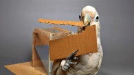 Goffin’s cockatoos can cut out elongated tools of a cardboard to rake pieces of food. Image credit: Bene Croy.
