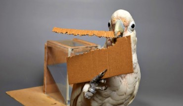 Goffin’s cockatoos can cut out elongated tools of a cardboard to rake pieces of food. Image credit: Bene Croy.