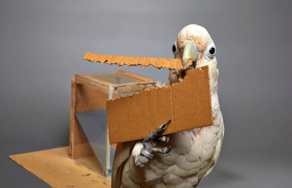 Goffin’s cockatoos can cut out elongated tools of a cardboard to rake pieces of food. Image credit: Bene Croy.