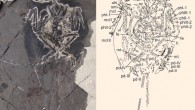 Ventral view of the new bohaiornithid specimen. Left: photograph of the primary slab. Right: interpretive drawing. Abbreviations: co - coracoid; cv - cervical vertebrae; fe - femur; fu - furcula; hu - humerus; il - ilium; mcI-III – metacarpals I–III; mt - metatarsals; pd I–IV - pedal digits I–IV; phI-1 - first phalanx of digit I; phII/III-1/2 - first/second phalanx of digit II/III; pu -pubis; py - pygostyle; ra - radius; sc - scapula; sk - skull; sml - semilunate carpal; st - sternum; sy - synsacrum; th - thoracic vertebrae; ti - tibia; ul - ulna; uln - ulnare. Scale bar - 1 cm. Image credit: Jennifer A. Peteya et al, doi: 10.1111/pala.12270.