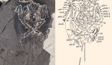 Ventral view of the new bohaiornithid specimen. Left: photograph of the primary slab. Right: interpretive drawing. Abbreviations: co - coracoid; cv - cervical vertebrae; fe - femur; fu - furcula; hu - humerus; il - ilium; mcI-III – metacarpals I–III; mt - metatarsals; pd I–IV - pedal digits I–IV; phI-1 - first phalanx of digit I; phII/III-1/2 - first/second phalanx of digit II/III; pu -pubis; py - pygostyle; ra - radius; sc - scapula; sk - skull; sml - semilunate carpal; st - sternum; sy - synsacrum; th - thoracic vertebrae; ti - tibia; ul - ulna; uln - ulnare. Scale bar - 1 cm. Image credit: Jennifer A. Peteya et al, doi: 10.1111/pala.12270.