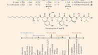 Discovery and screening of the humimycins. Top: the humimycins were predicted from closely related gene clusters found in two Rhodococcus spp. cultured from human subjects. Center: chemical structures of humimycin A and B; the two antibiotics differ only at the fourth (F or Y) and sixth (V or I) residues. Bottom: MIC values for the humimycins against a panel of human commensal and pathogenic bacteria; the humimycins were particularly active against bacteria in the Staphylococcus and Streptococcus genus. Image credit: John Chu et al.