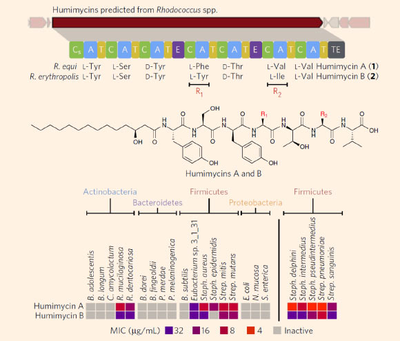 Discovery and screening of the humimycins. Top: the humimycins were predicted from closely related gene clusters found in two Rhodococcus spp. cultured from human subjects. Center: chemical structures of humimycin A and B; the two antibiotics differ only at the fourth (F or Y) and sixth (V or I) residues. Bottom: MIC values for the humimycins against a panel of human commensal and pathogenic bacteria; the humimycins were particularly active against bacteria in the Staphylococcus and Streptococcus genus. Image credit: John Chu et al.