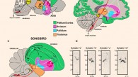 Mouse song system anatomy and syllable types: (A) proposed anatomy of the rudimentary mouse forebrain vocal communication circuit; (B) comparison with human; (C) comparison with songbird; (D) sonograms of examples syllables of the four syllable categories quantified from a C57 male mouse USV song, labeled according to pitch jumps. Anatomical abbreviations: ADSt - anterior dorsal striatum; Amb - nucleus ambiguous; ASt - anterior striatum; aT - anterior thalamus; Av - nucleus avalanche; HVC - a letter-based name; LArea X - lateral Area X; LMO - lateral mesopallium oval nucleus; LMAN - lateral magnocellular nucleus of the nidopallium; LMC - laryngeal motor cortex; LSC - laryngeal somatosensory cortex; M1 - primary motor cortex; M2 - secondary motor cortex; NIf - interfacial nucleus of the nidopallium; PAG - periaqueductal gray; RA - robust nucleus of the arcopallium; T - thalamus; VL - ventral lateral nucleus of the thalamus; XIIts - 12th vocal motor nucleus, tracheosyringeal part. Image credit: Jonathan Chabout et al, doi: 10.3389/fnbeh.2016.00197.