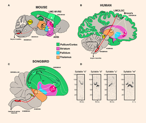 Mouse song system anatomy and syllable types: (A) proposed anatomy of the rudimentary mouse forebrain vocal communication circuit; (B) comparison with human; (C) comparison with songbird; (D) sonograms of examples syllables of the four syllable categories quantified from a C57 male mouse USV song, labeled according to pitch jumps. Anatomical abbreviations: ADSt - anterior dorsal striatum; Amb - nucleus ambiguous; ASt - anterior striatum; aT - anterior thalamus; Av - nucleus avalanche; HVC - a letter-based name; LArea X - lateral Area X; LMO - lateral mesopallium oval nucleus; LMAN - lateral magnocellular nucleus of the nidopallium; LMC - laryngeal motor cortex; LSC - laryngeal somatosensory cortex; M1 - primary motor cortex; M2 - secondary motor cortex; NIf - interfacial nucleus of the nidopallium; PAG - periaqueductal gray; RA - robust nucleus of the arcopallium; T - thalamus; VL - ventral lateral nucleus of the thalamus; XIIts - 12th vocal motor nucleus, tracheosyringeal part. Image credit: Jonathan Chabout et al, doi: 10.3389/fnbeh.2016.00197.