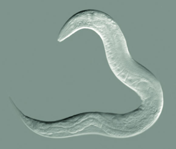 Caenorhabditis elegans. Image credit: Bob Goldstein / University of North Carolina at Chapel Hill.