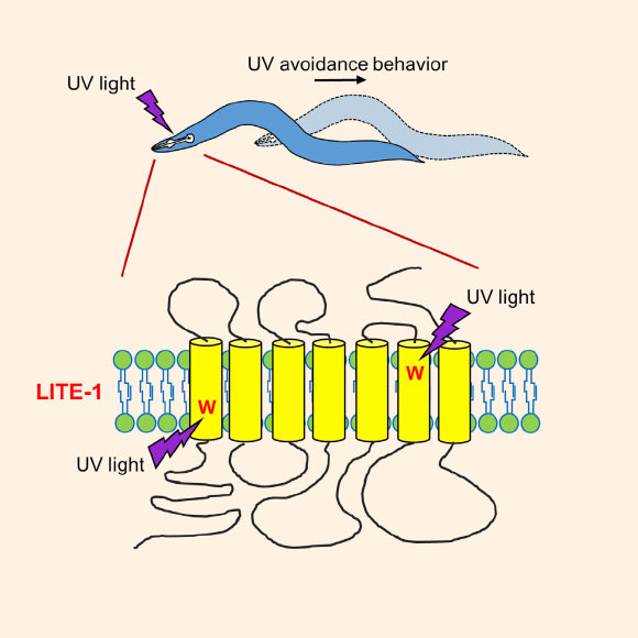 According to the team, LITE-1 absorbs UV light and mediates avoidance behavior in C. elegans in response to light exposure. LITE-1 has unusual characteristics that suggest potential future applications ranging from sunscreen to research tools. Image credit: Jianke Gong et al, doi: 10.1016/j.cell.2016.10.053.