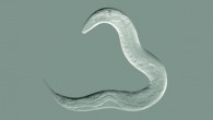 Caenorhabditis elegans. Image credit: Bob Goldstein / University of North Carolina at Chapel Hill.