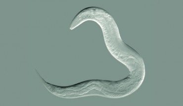 Caenorhabditis elegans. Image credit: Bob Goldstein / University of North Carolina at Chapel Hill.