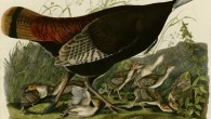 Female wild turkey (Meleagris gallopavo) with young, from Birds of America by John James Audubon.