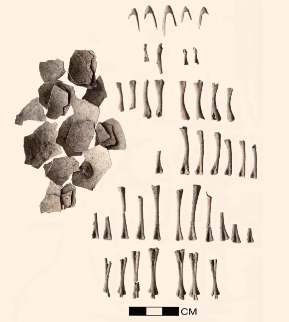 Skeletal elements from the turkey poults and the largest pieces of the unhatched eggs from the Mitla Fortress. Left: eggshell. Right (top to bottom): mandibles, coracoids, humeri, femora, tibiotarsi, and tarsometatarsi. Image credit: Heather A. Lapham et al.