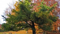Ginkgo biloba. Image credit: Darkone / CC BY-SA 2.0.