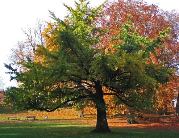 Ginkgo biloba. Image credit: Darkone / CC BY-SA 2.0.