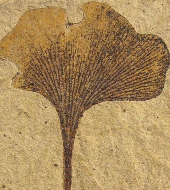 A Ginkgo biloba leaf (Eocene, some 49 million years old) with insect herbivory from Klondike Mountain Formation, Ferry County, Washington. Image credit: Stonerose Interpretive Center Collection / Kevmin / CC BY-SA 3.0.