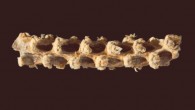 A 5,310-year-old maize cob from Tehuacan, Mexico. Image credit: Bruce Smith.