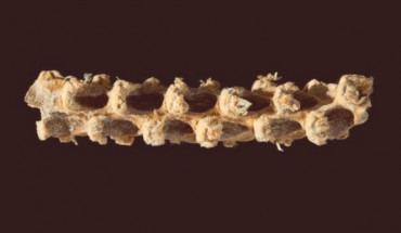 A 5,310-year-old maize cob from Tehuacan, Mexico. Image credit: Bruce Smith.