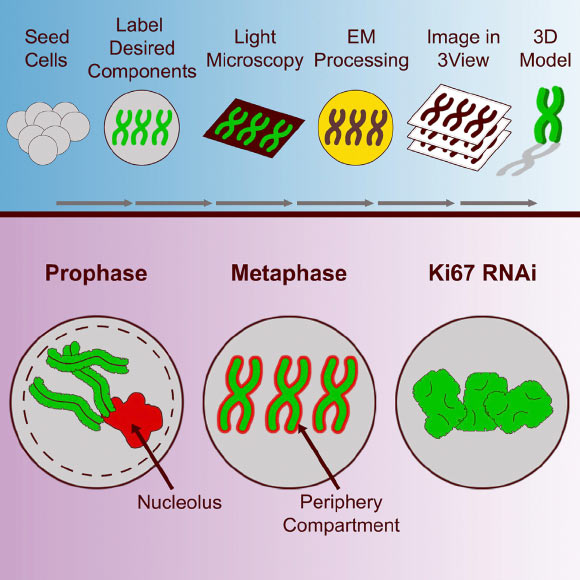 Booth et al. develop a microscopy method called 3D-CLEM. Using this approach, they find that a large portion of mitotic chromosomes is not composed of chromatin, challenging classical perceptions of chromosomes. Image credit: Booth et al, doi: 10.1016/j.molcel.2016.10.009.