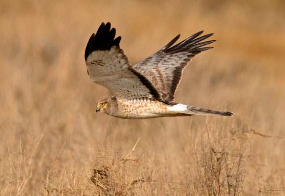 The northern harrier (Circus hudsonius). Image credit: Simon Richards.