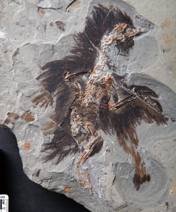 New specimen of Eoconfuciusornis collected from the Early Cretaceous lake deposits in Hebei, northern China. Image credit: Xiaoli Wang.