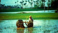 A flood-prone rice field being plowed by a farmer using water buffaloes. Image credit: International Rice Research Institute / CC BY 2.0.