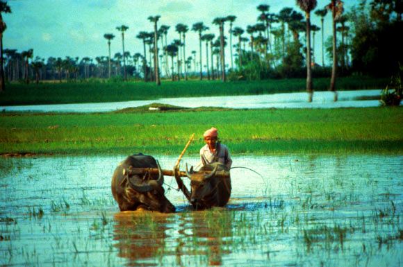 A flood-prone rice field being plowed by a farmer using water buffaloes. Image credit: International Rice Research Institute / CC BY 2.0.